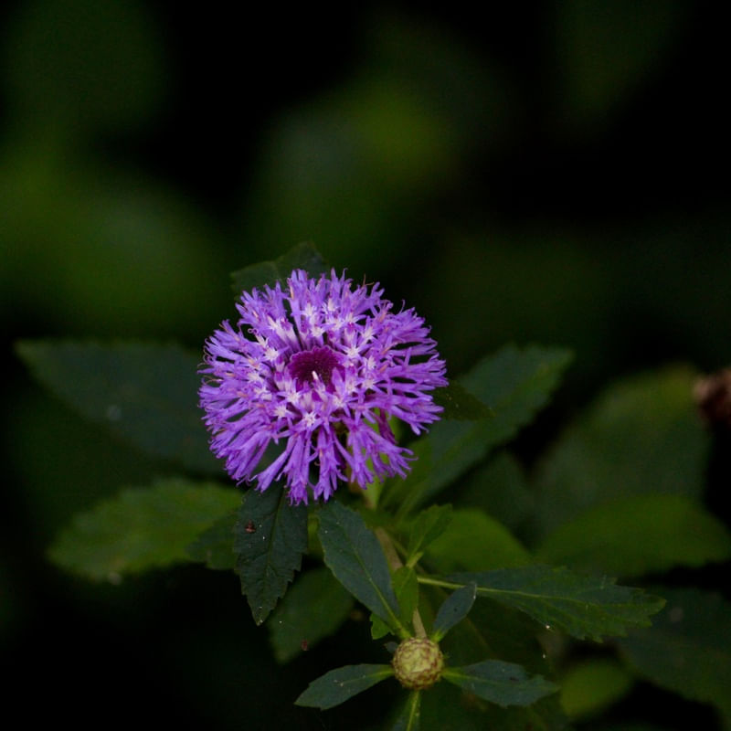 FLOR ROXA LB