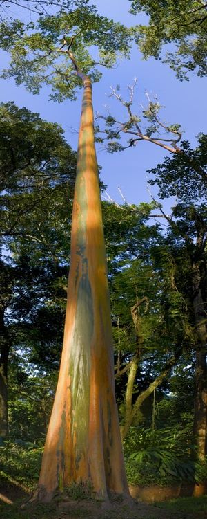 RUBIA ARVORE ALTÍSSIMA LARANJA PANORAMICA ESQUERDA