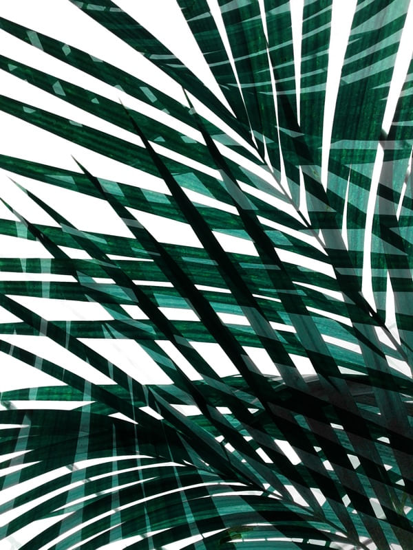 JUNGLE THEME