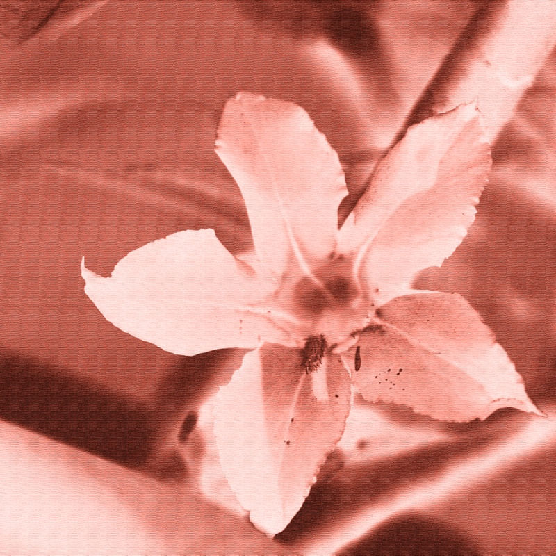 FLOWER TT II