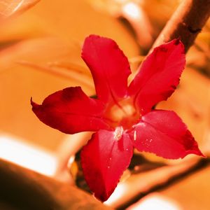 FLOWER TT III