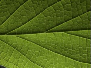 FOLHA FRACTAL HORIZONTAL