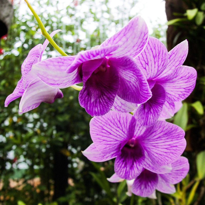 ORQUÍDEA 32018 - 1
