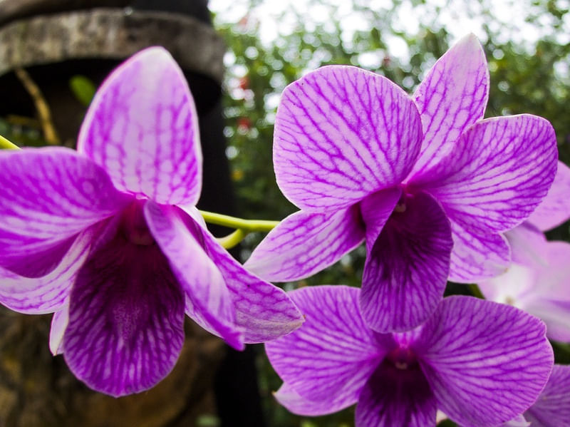 ORQUÍDEA 32018 - 2
