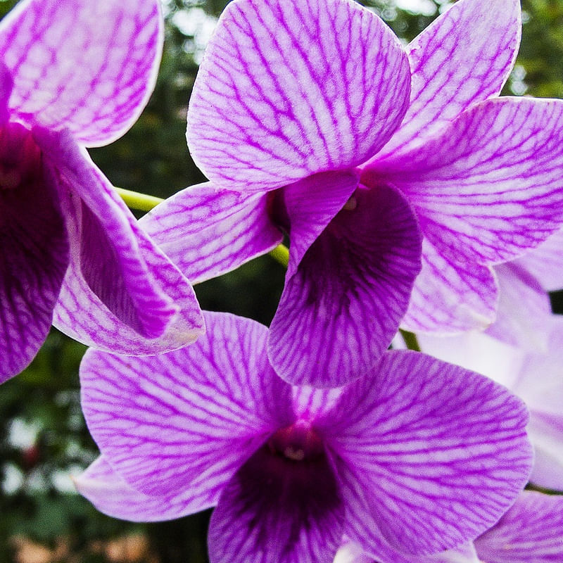 ORQUÍDEA 32018 - 3