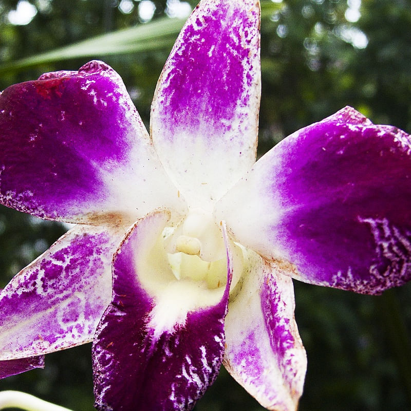 ORQUÍDEA 32018 - 4