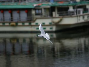 GAIVOTA E BARCO JAPONÊS EM YOKOHAMA