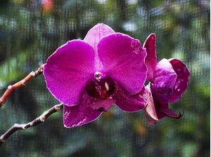 ORQUÍDEA 32018 - 5