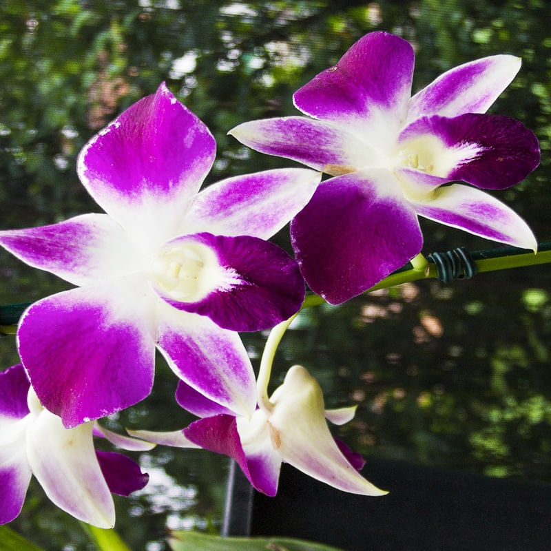 ORQUÍDEA 32018 - 6