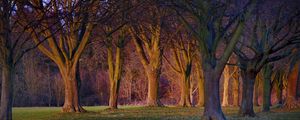 FLORESTA INGLESA DO HOBBITS NO POR DO SOL