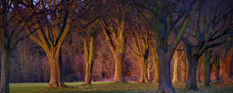 FLORESTA INGLESA DO HOBBITS NO POR DO SOL