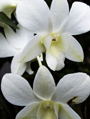 ORQUÍDEA BRANCA 32018 - 7