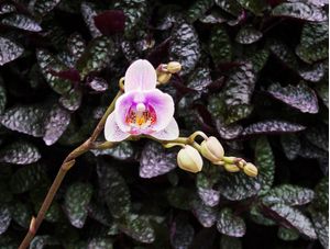 ORQUIDEA 32018 - 8