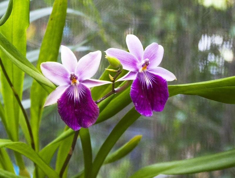 ORQUÍDEA 32018 - 9