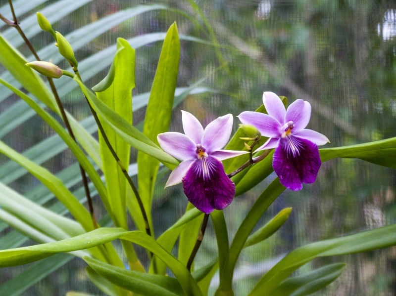 ORQUÍDEA 32018 - 11