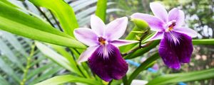 ORQUÍDEA 32018 - 12