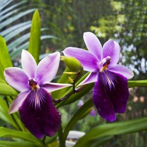 ORQUÍDEA 32018 - 14