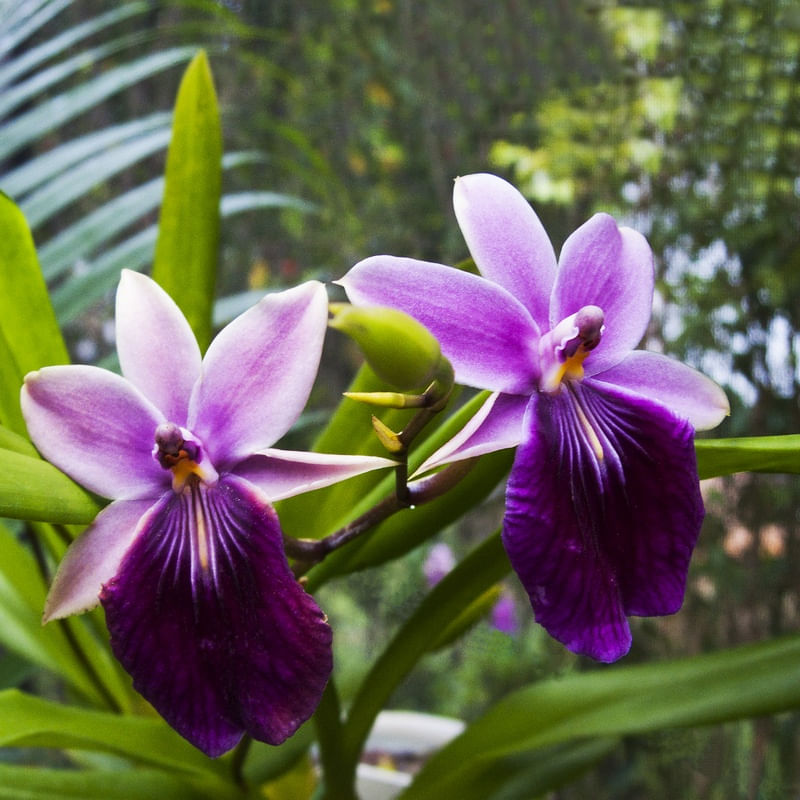 ORQUÍDEA 32018 - 14