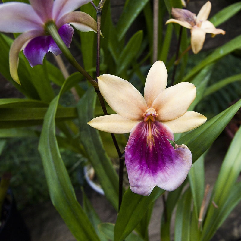 ORQUÍDEA 32018 - 15