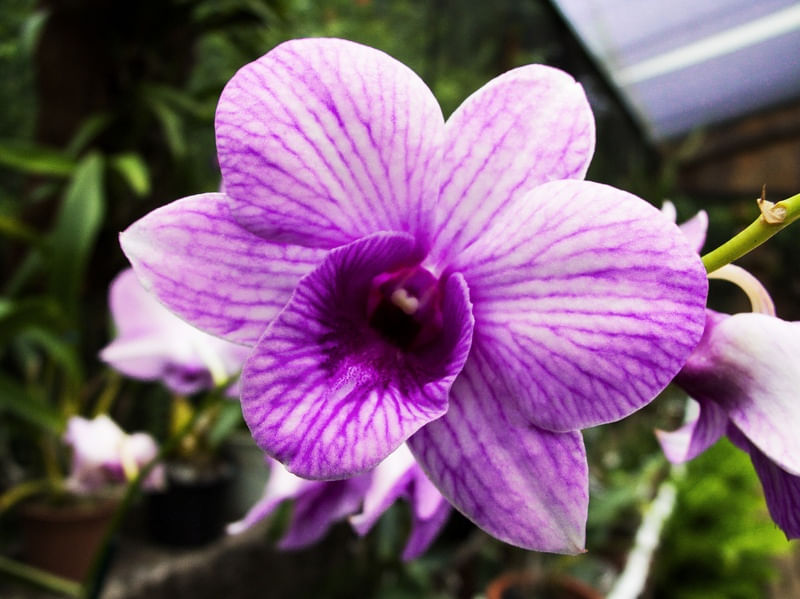 ORQUÍDEA 32018 -16