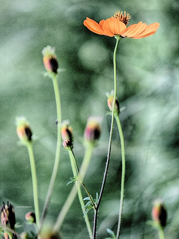 FLOR DE PICÃO 5