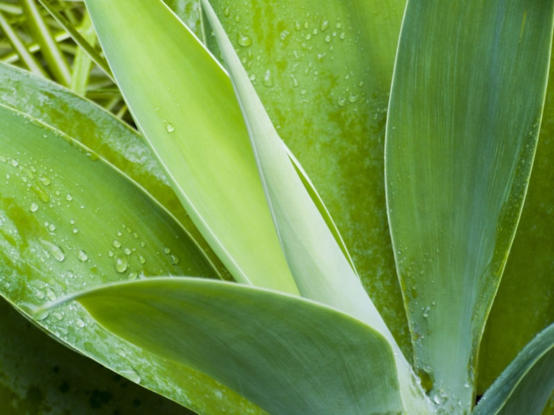 FOLHAS VERDES COM GOTAS DE CHUVA 1