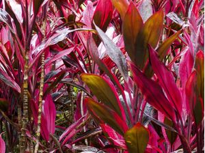 DRACENA COM GOTAS DE CHUVA 1