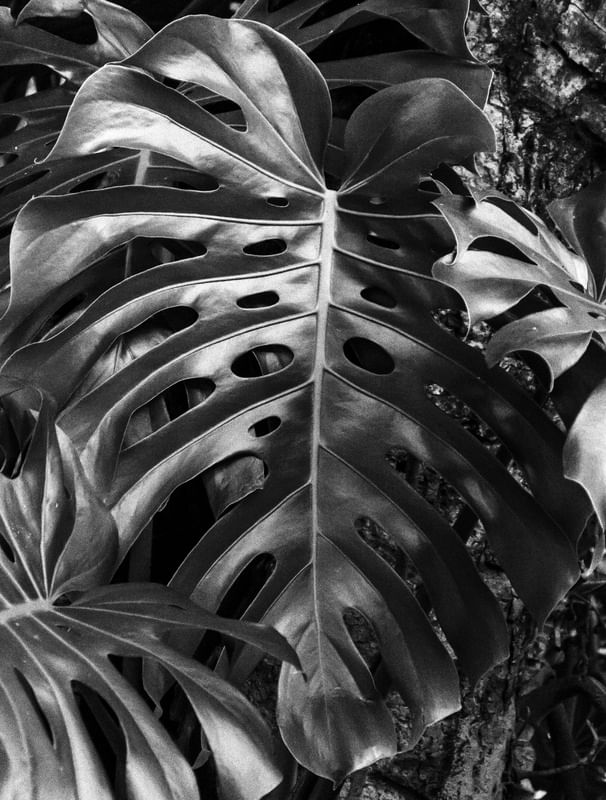 COSTELA ILFORD 800