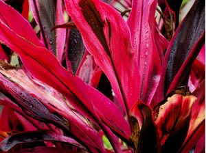 DRACENA COM GOTAS DE CHUVA 2