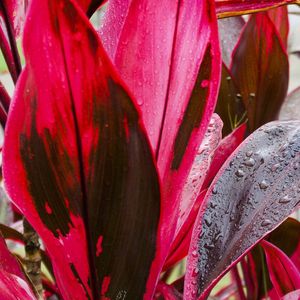 DRACENA COM GOTAS DE CHUVA 4
