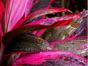 DRACENA COM GOTAS DE CHUVA 5