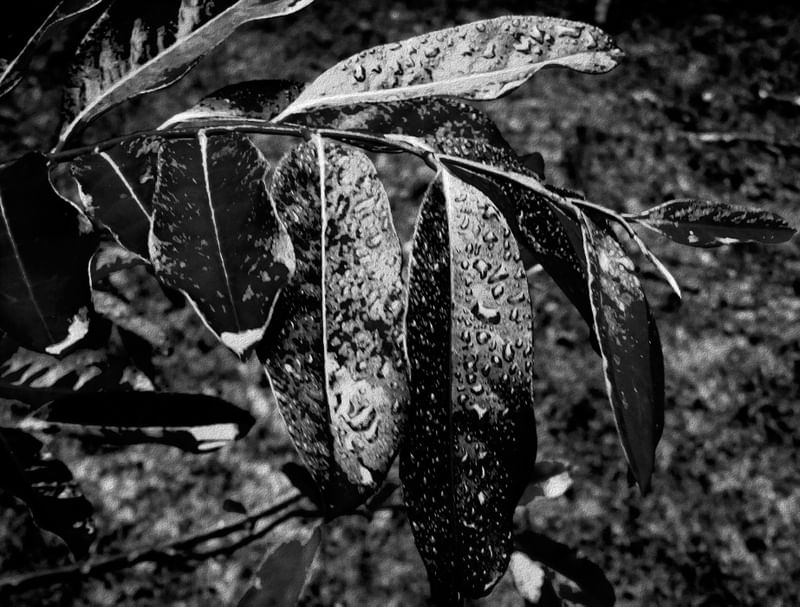FOLHAS COM GOTAS DE CHUVA 4