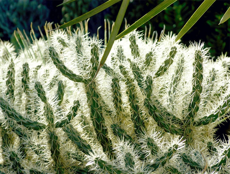 CACTOS NORDESTINO
