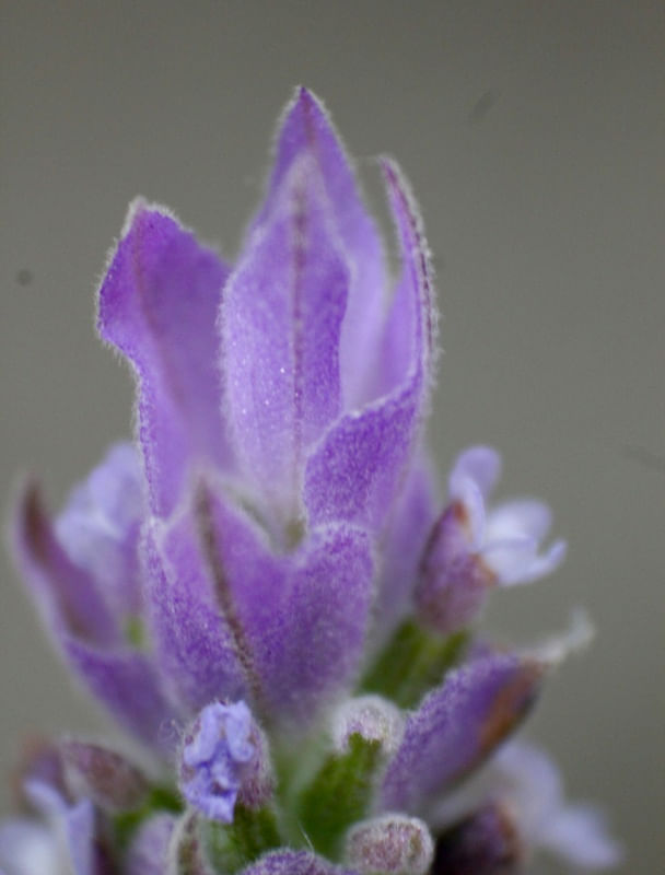 FLOR E FUNDO FORA DE FOCO