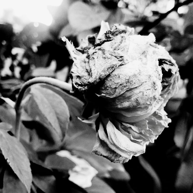 NATUREZA EM FLOR