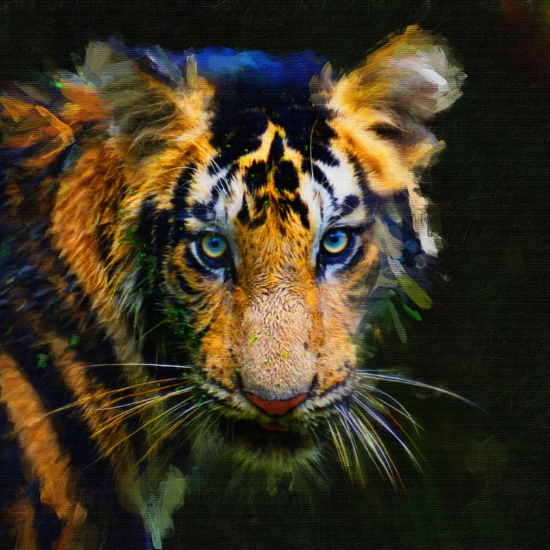 UM TIGRE