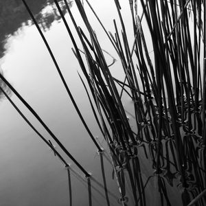 REFLEX LA 47.5X47.5PB 040