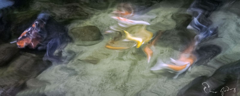PEIXES - CARPAS 1
