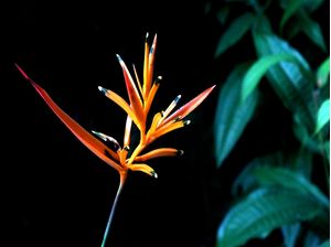 FLOR 66