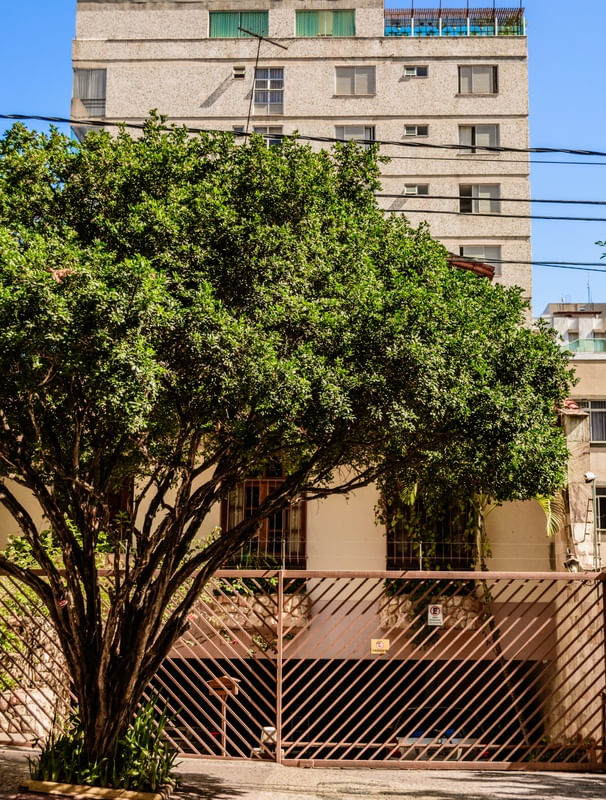 ÁRVORE NA FRENTE DA CASA