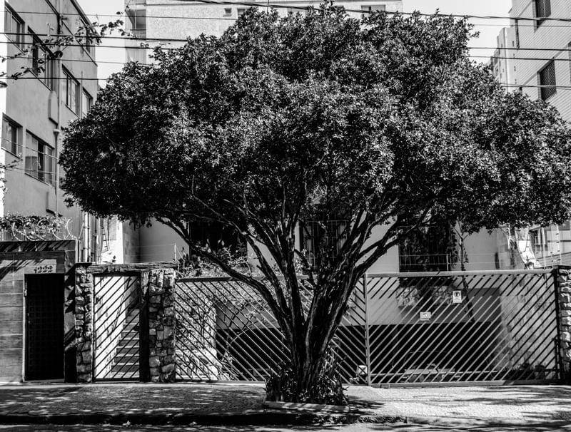ÁRVORE NA FRENTE DA CASA PRETO E BRANCO