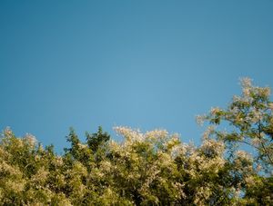 UM DIA NO CAMPO I
