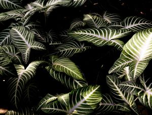 TROPICAL INFINITO