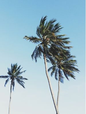 TROPICAL TREE