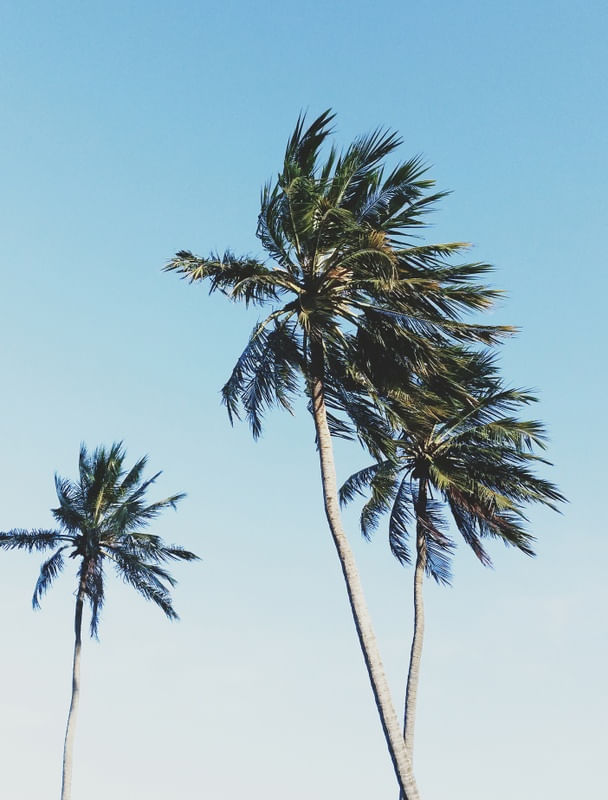TROPICAL TREE