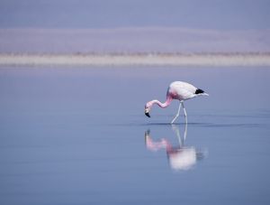 RESERVA LOS FLAMENCOS #1
