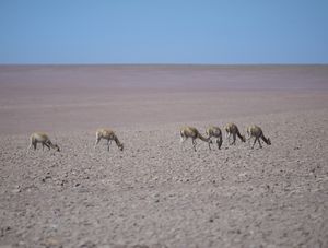 VICUÑAS