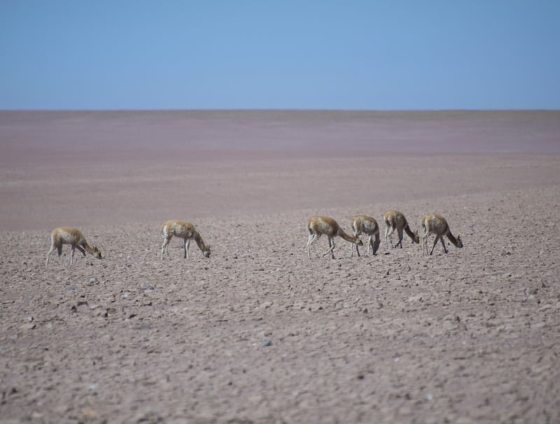 VICUÑAS