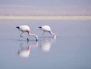LOS FLAMENCOS