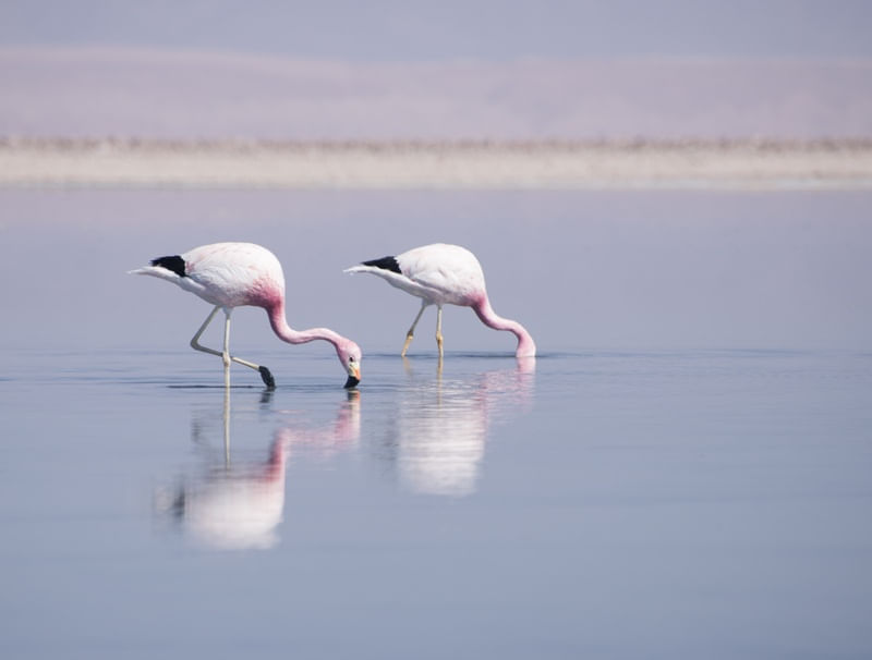 LOS FLAMENCOS